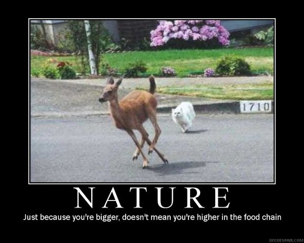 NATURE
 Just because you're bigger, doesn't mean you're higher in the food chain