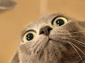 _lolcats