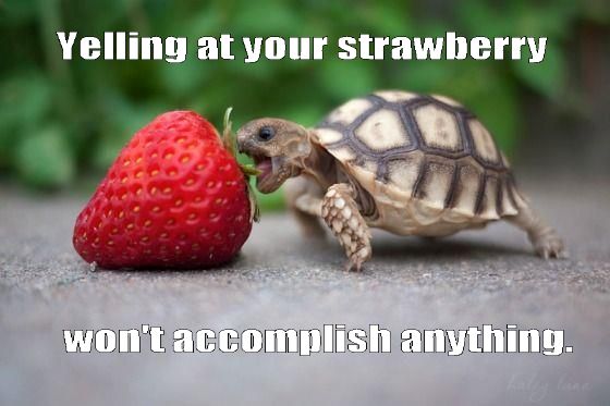 Yelling at your strawberry
 won't accomplish anything.