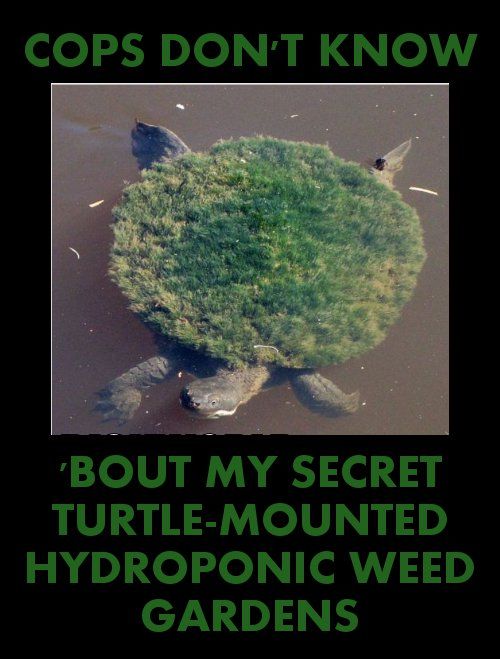 COPS DON'T KNOW `BOUT MY SECRET TURTLE-MOUNTED HYDROPONIC WEED GARDENS