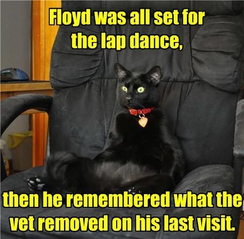 Floyd was all set for the lap dance,
 then he remembered what the vet removed on his last visit.