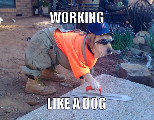 WORKING LIKE A DOG
