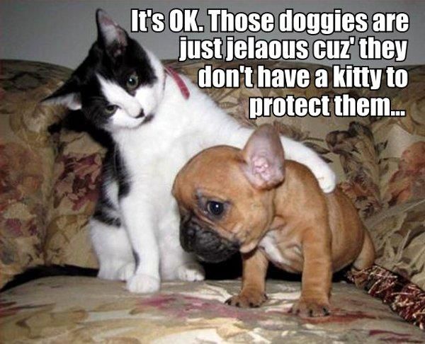 It's OK. Those doggies are just jealous cuz' they don't have a kitty to protect them...