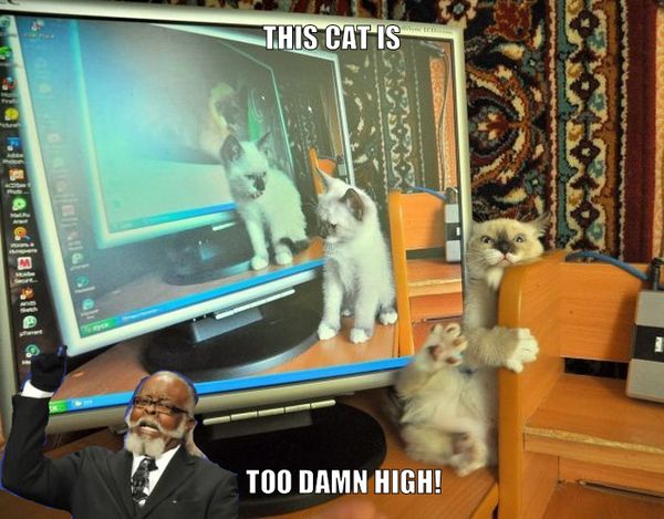 THIS CAT IS TOO DAMN HIGH!