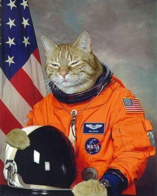 _astronaut_cat