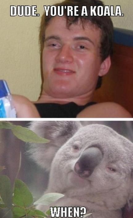 DUDE. YOU'RE A KOALA.
 WHEN?