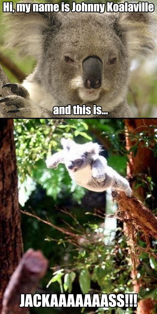 Hi, my name is Johnny Koalaville ant this is... JACKAAAAAAASS!!!