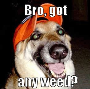 Bro, got any weed?
