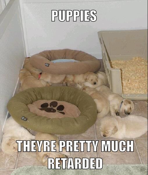 PUPPIES
 THEY'RE PRETTY MUCH RETARDED