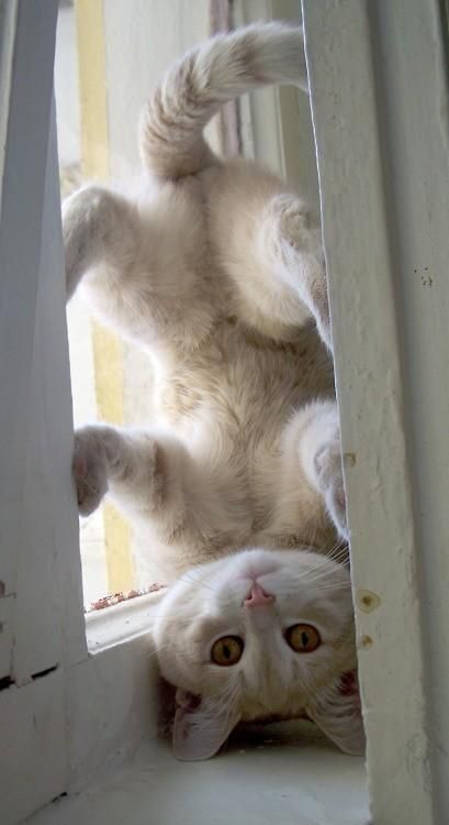 cat headstand