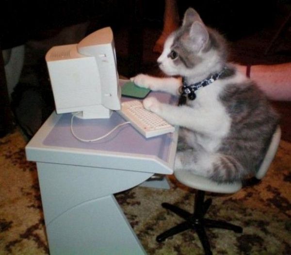 desktop computer for a cat