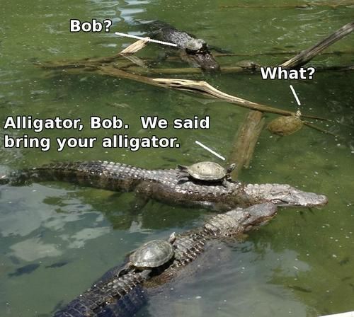 Bob? What? Alligator, Bob. We said bring your alligator.