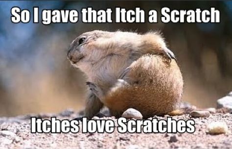 So I gave that Itch a Scratch
 Itches love Scratches