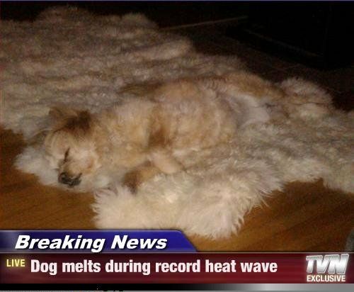 Breaking News
 Dog melts during record heat wave