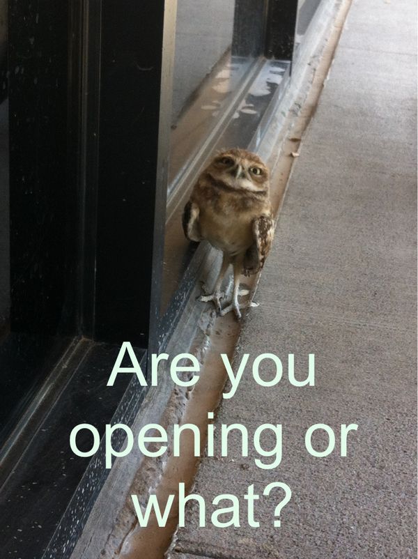 Are you opening or what?