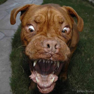 _ugly_dog