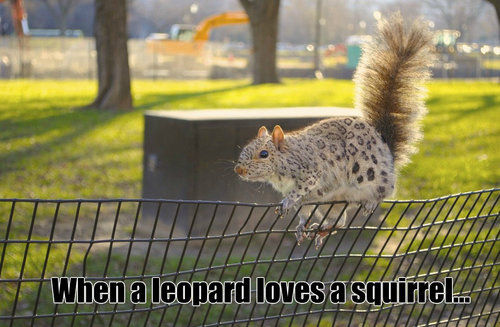 When a leopard loves a squirrel...
