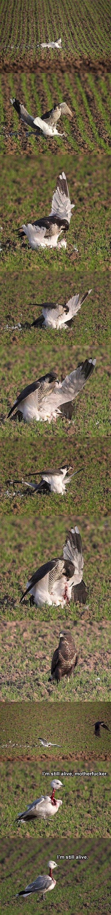 I'm still alive, motherf✡✝ker. I'm still alive.