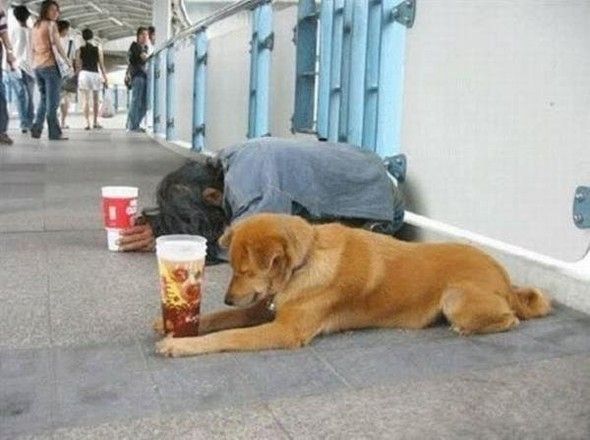 dog beggar