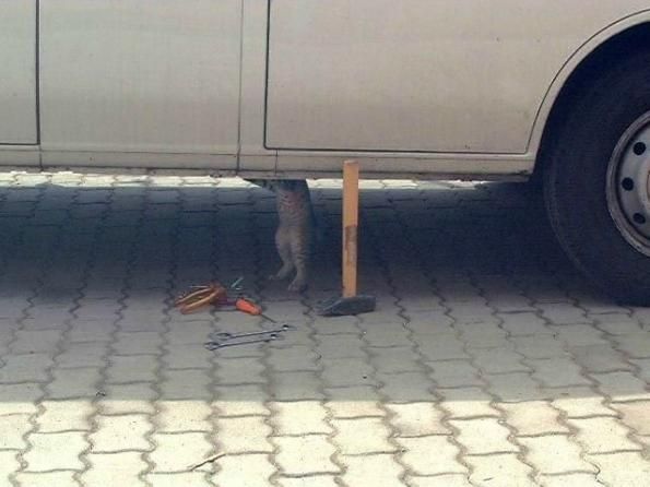 mechanic cat