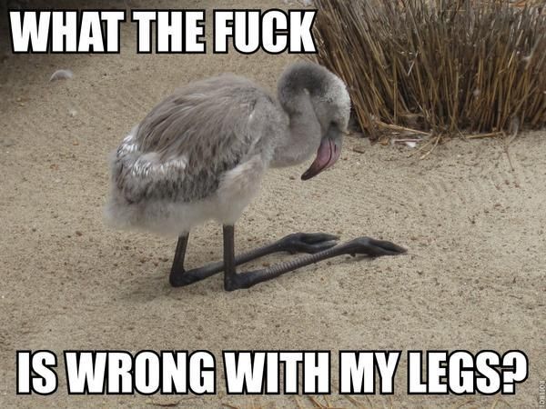 WHAT THE F✡✞K IS WRONG WITH MY LEGS?