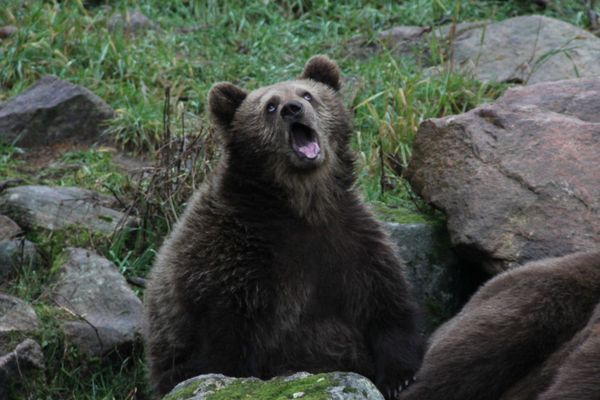 retarded bear yawn
