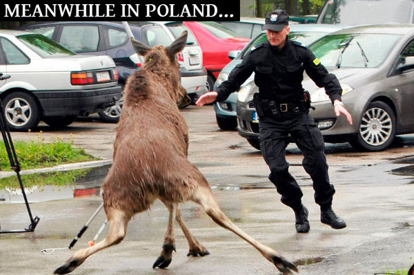 MEANWHILE IN POLAND...