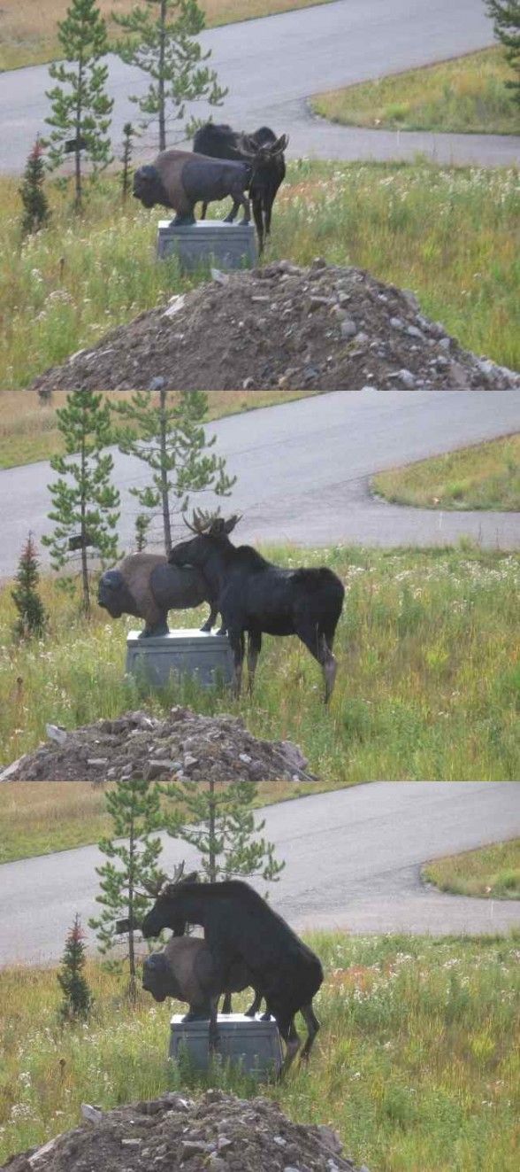 _elk_sodomy