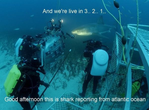 And we're live in 3.. 2.. 1.. Good afternoon this is shark reporting from atlantic ocean