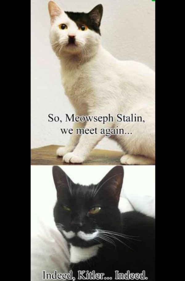 So, Meowseph Stalin, we meet again... Indeed, Kitler... Indeed.