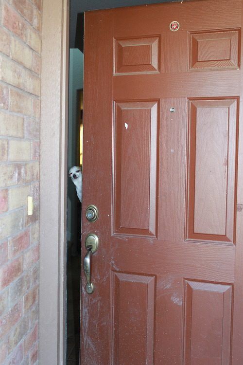 oh yes yes come in