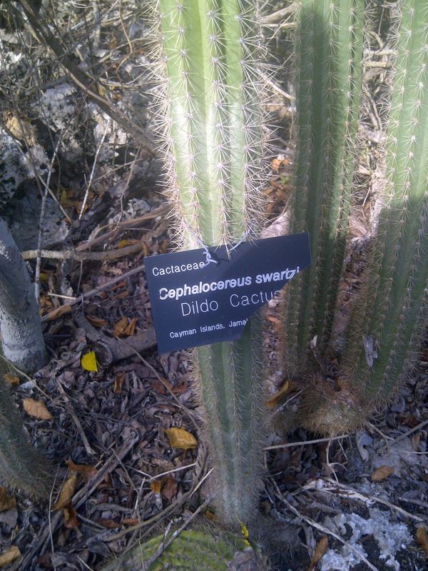 Dildo Cactus