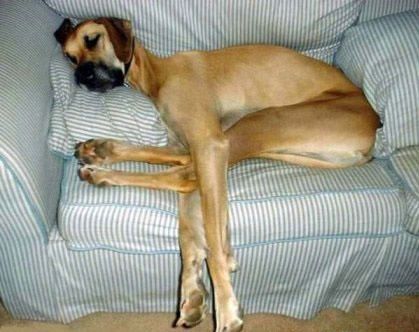 _dog
