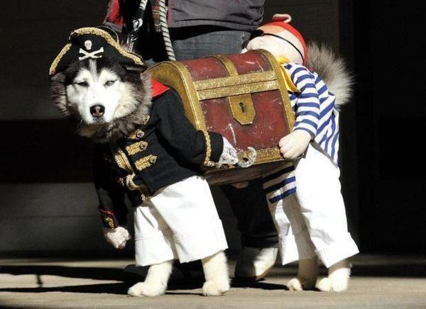 pirates treasure husky in disguise