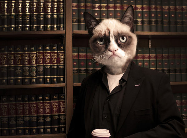 dissatisfaction cat