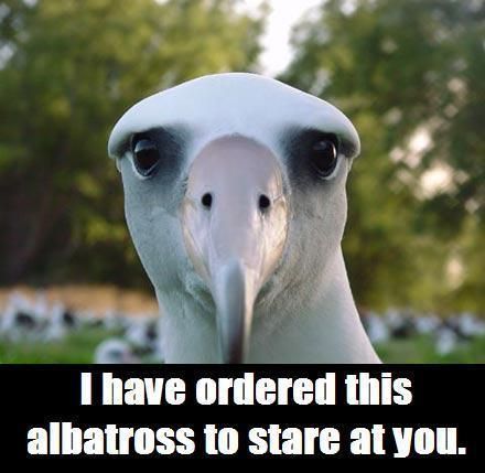 I have ordered this albatross to stare at you.