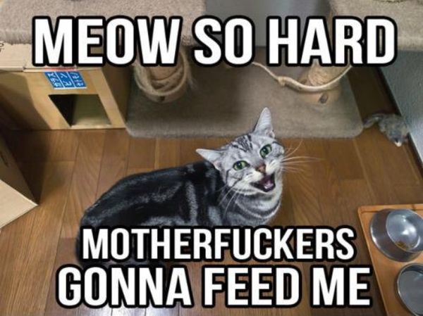 MEOW SO HARD
 MOTHERF✡✞KERS GONNA FEED ME