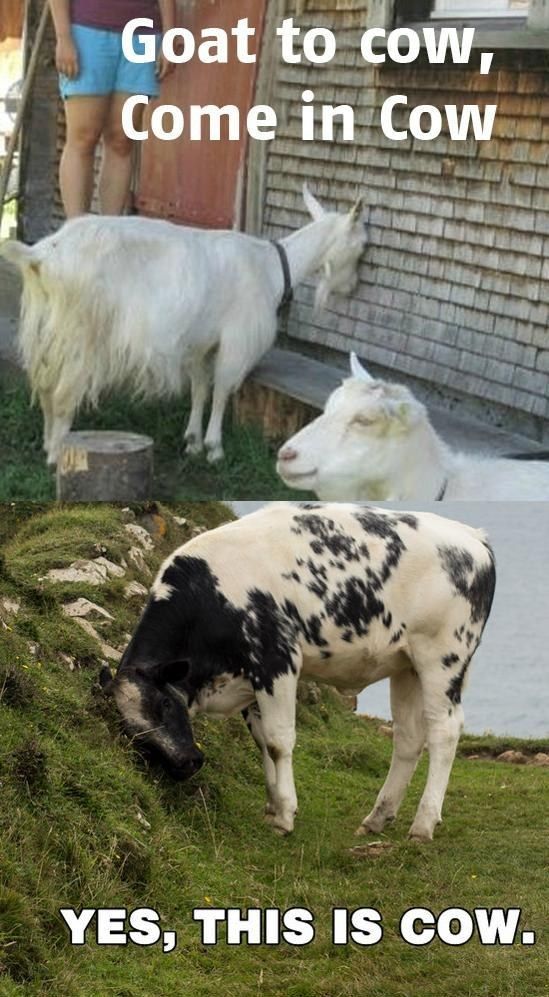 Goat to cow, come in cow
 YES, THIS IS COW.