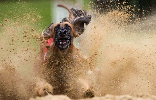 _dog_running