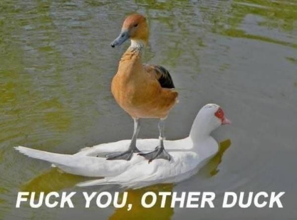 F✡✞K YOU, OTHER DUCK