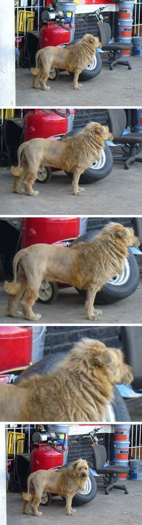 lion cut dog