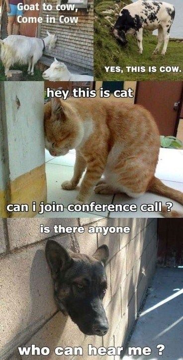Goat to cow, Come in Cow
 YES, THIS IS COW.
 hey this is cat
 can i join conference call ?
 is there anyone who can hear me