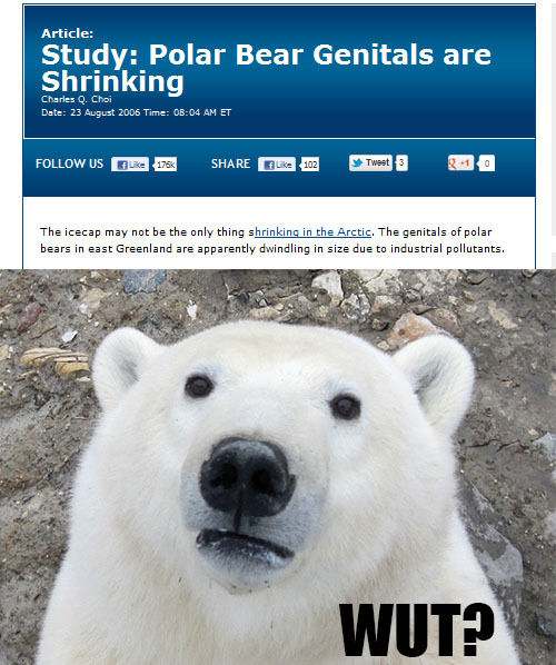 Study: Polar Bear Genitals are Shrinking WUT?