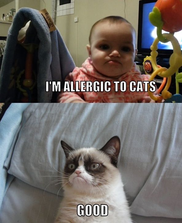 I'M ALLERGIC TO CATS
 GOOD