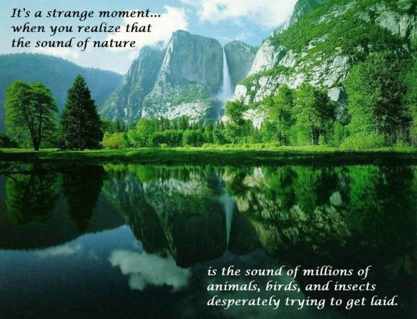 It's strange moment... when you realize that the sound of nature is the sound of millions of animals, birds, and insects desperately trying to get laid.
