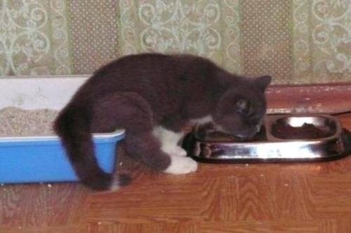 in and out cat food