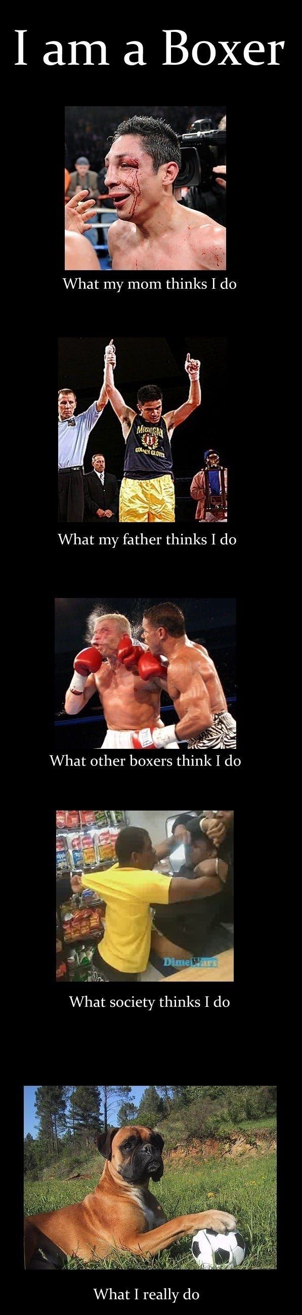 I am a Boxer
 What my mom thinks I do
 What my father thinks I do
 What other boxer think I do
 What society thinks I do
 What I Really do
