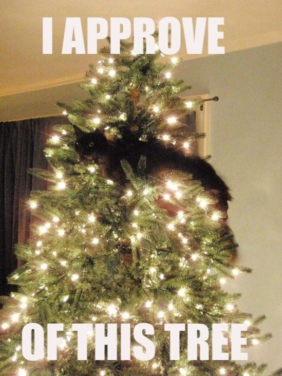 I APPROVE OF THIS TREE