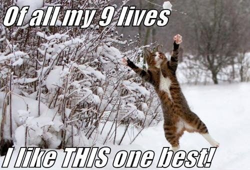 Of all my 9 lives
 I like THIS one best!