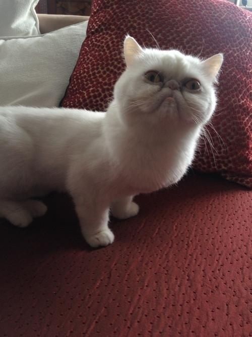 grumpy cat white edition
